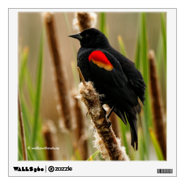 Red-Winged Blackbird on the Bulrush Wall Sticker (Front)