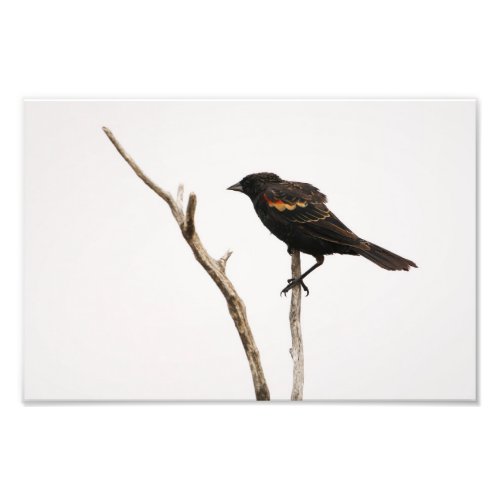 Red_Winged Blackbird Photo Print