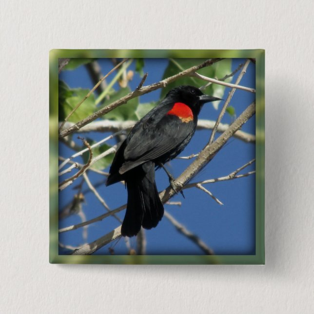 Red-winged Blackbird Pinback Button (Front)