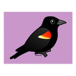 Perched Red-winged Blackbird Postcard