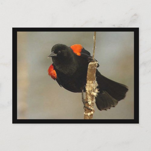 Red_winged Blackbird Postcard