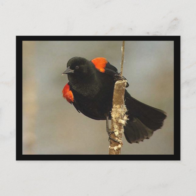 Red-winged Blackbird Postcard (Front)