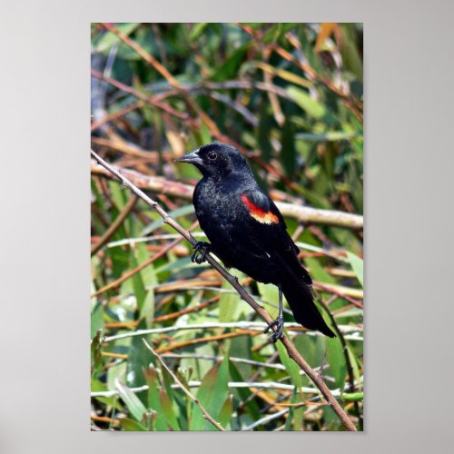 Red_winged blackbird poster
