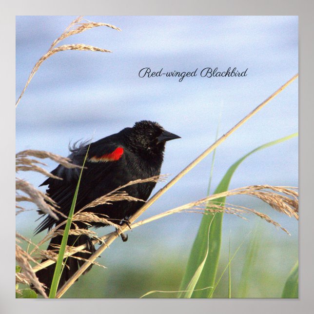 Red-winged Blackbird Poster (Front)