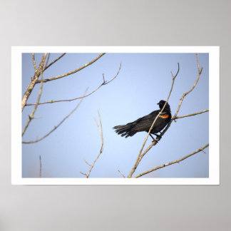 Red-winged Blackbird Poster