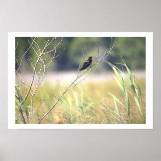 Red-winged Blackbird Poster