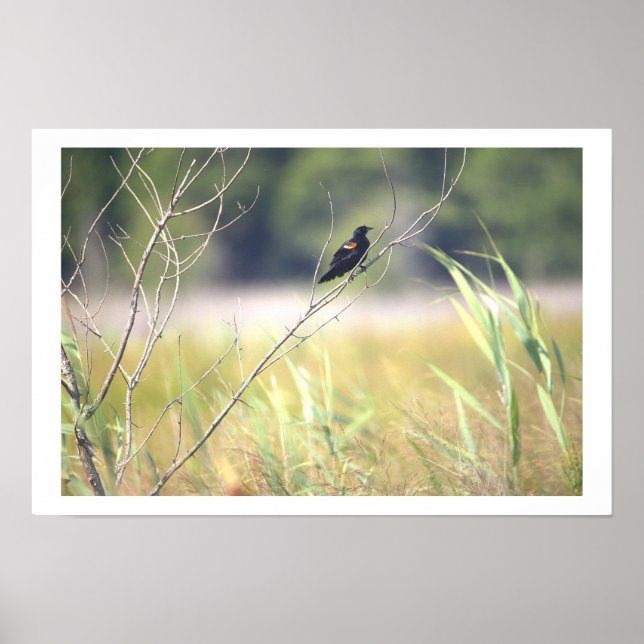 Red-winged Blackbird Poster (Front)