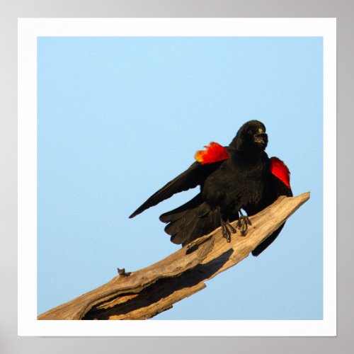 Red-winged Blackbird Poster