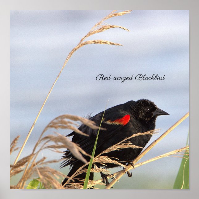 Red-winged Blackbird Poster (Front)
