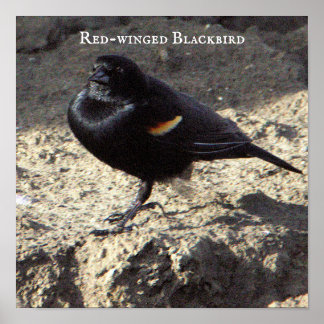 Red-winged Blackbird Poster