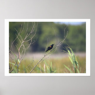 Red-winged Blackbird Poster