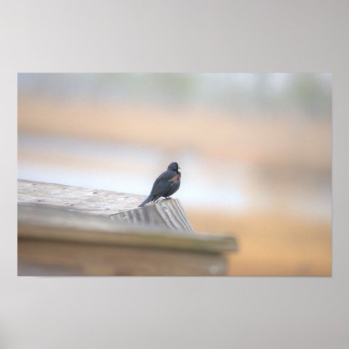 Red_winged Blackbird Poster