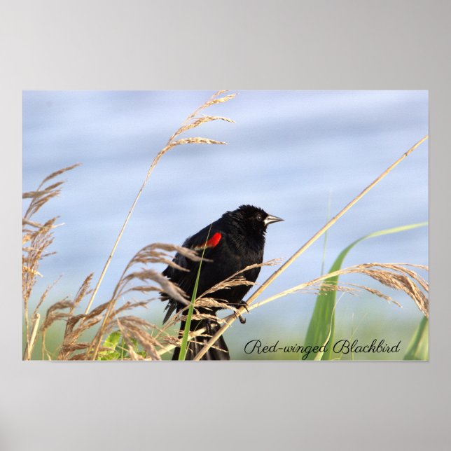 Red-winged Blackbird Poster (Front)