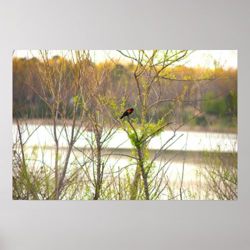 Red_winged Blackbird Poster