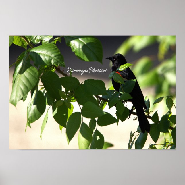 Red-winged Blackbird Poster (Front)