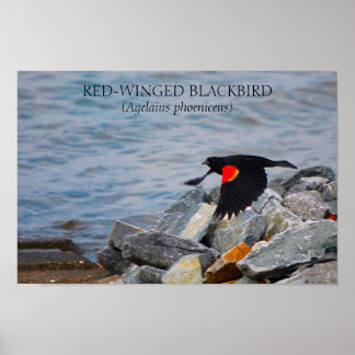 RED-WINGED BLACKBIRD - poster / print