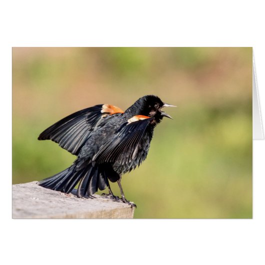 Red Winged Blackbird Singing Cards (Front Horizontal)