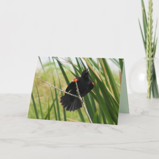 Red Winged Blackbird Singing Folded Card (Front)