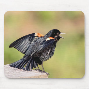 Red Winged Blackbird Singing Mouse Pad