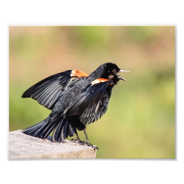 Red Winged Blackbird Singing Photo Print (Front)