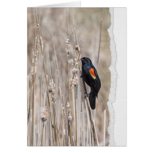 Red_winged Blackbird Thinking of You