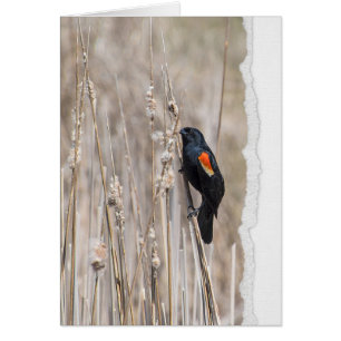 Red-winged Blackbird Thinking of You Cards
