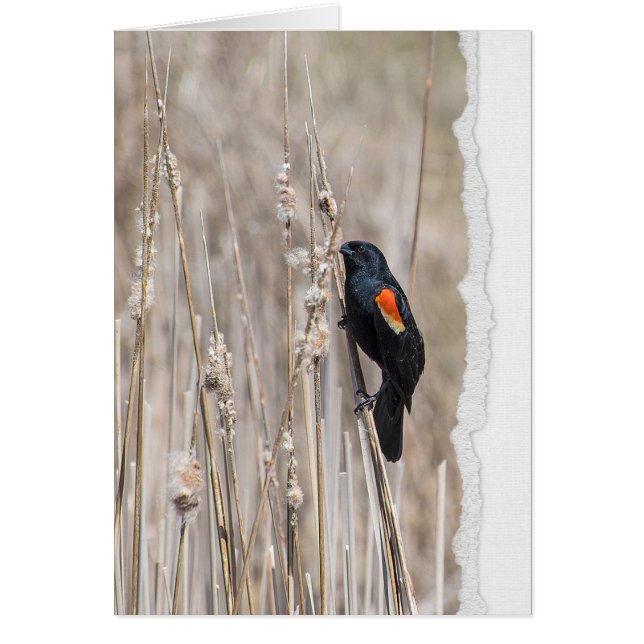 Red-winged Blackbird Thinking of You Cards (Front)