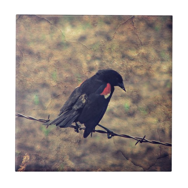 Red Winged Blackbird Tile (Front)