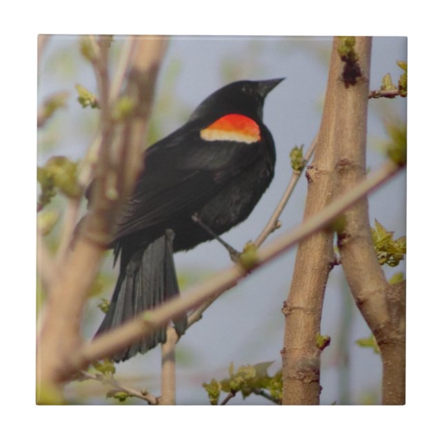 Red-winged Blackbird Tile (Front)