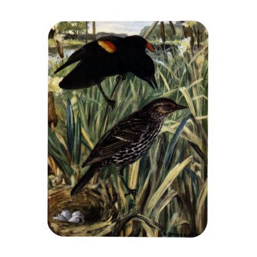 Red_Winged Blackbirds and Nest in Cattails Magnet
