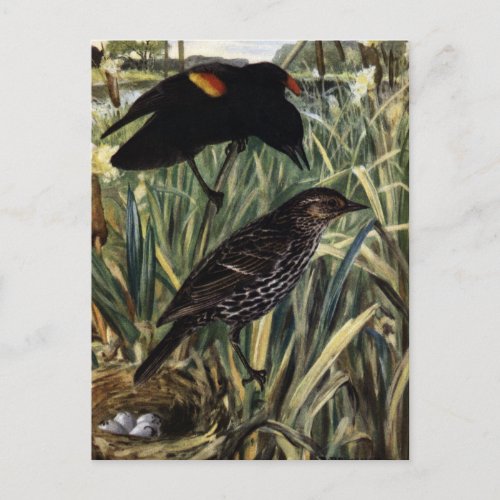 Red_Winged Blackbirds and Nest in Cattails Postcard