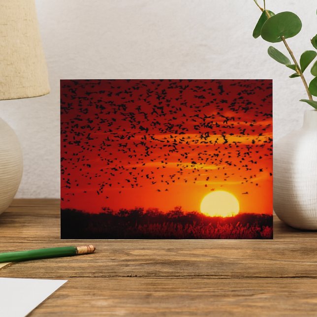 Red-winged Blackbirds at Sunset Holiday Postcard (Creator Uploaded)