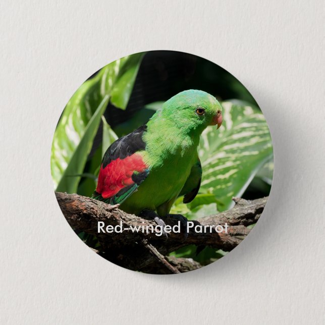 Red-winged Parrot on Tree Limb Pinback Button (Front)