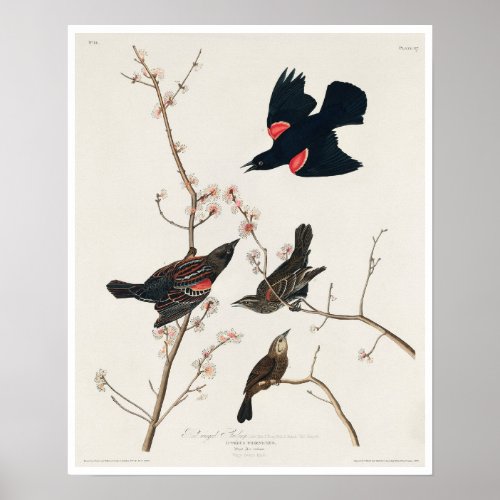 Red winged Starling or Marsh Blackbird by Audubon Poster