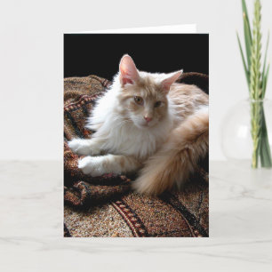 Red with white Maine Coon in the sun Card