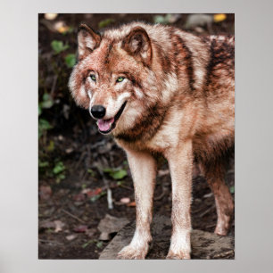 Red Wolf Cabin Style Modern Photo Poster