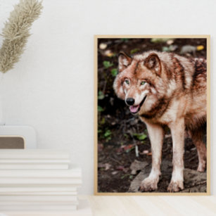 Red Wolf Cabin Style Modern Photo Poster