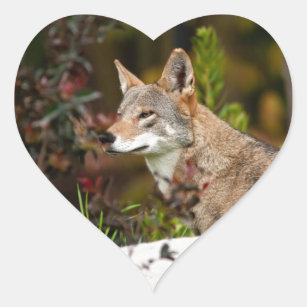 Red Wolf Heart Sticker