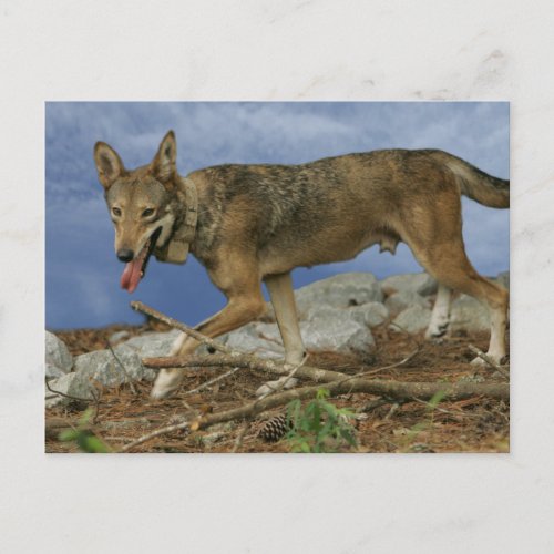 Red Wolf Pup Postcard