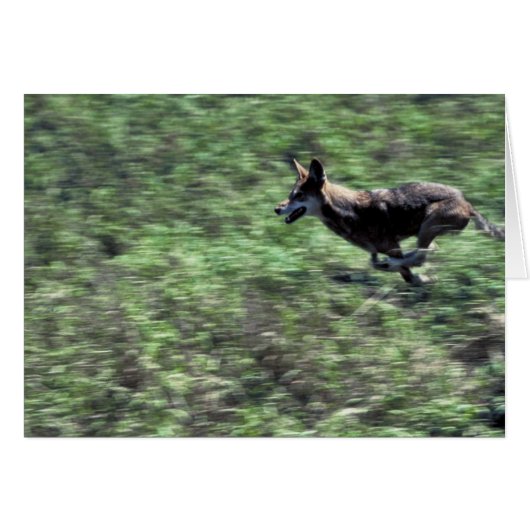Red Wolf (running) Cards (Front Horizontal)