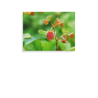 Red Woodland Strawberry Growing In A Garden Photo Canvas Print