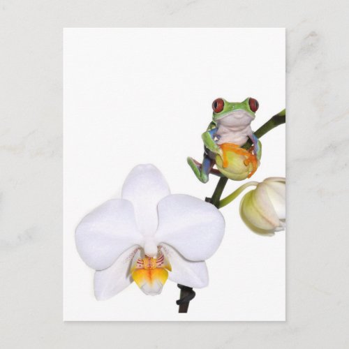red yed tree frog on orchid postcard
