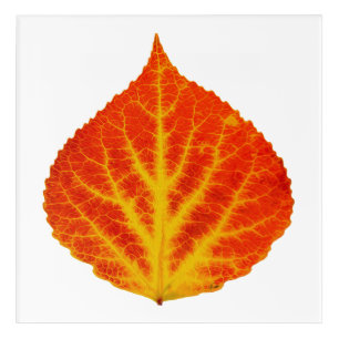 Red & Yellow Aspen Leaf #10 Acrylic Print