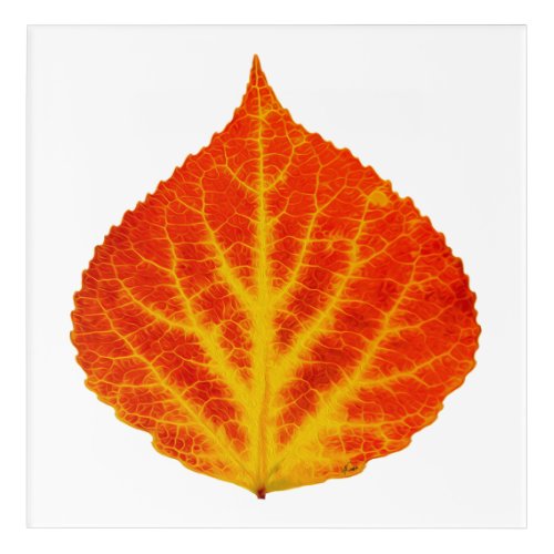 Red  Yellow Aspen Leaf 10 Acrylic Print