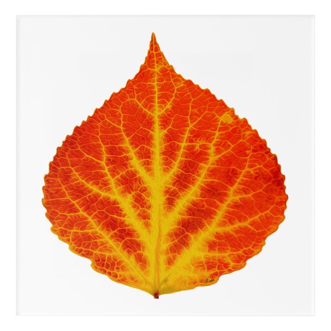 Red & Yellow Aspen Leaf #10 Acrylic Print (Front)