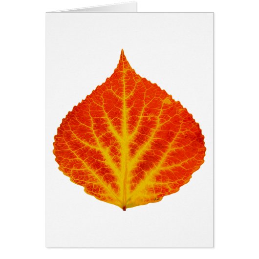 Red & Yellow Aspen Leaf #10 Cards (Front)