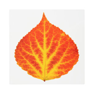 Red & Yellow Aspen Leaf #10 Metal Print
