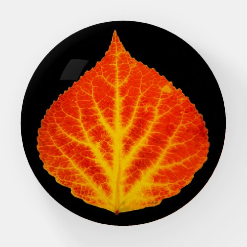 Red  Yellow Aspen Leaf 10 Paperweight
