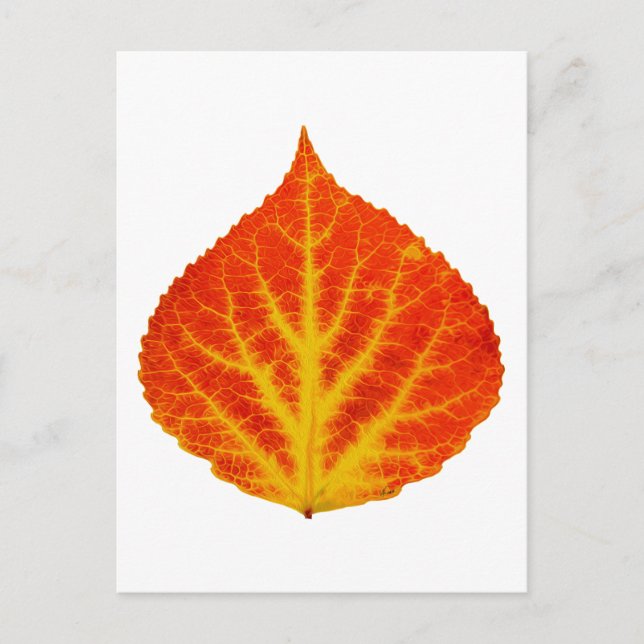 Red & Yellow Aspen Leaf #10 Postcard (Front)