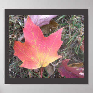 Red Yellow Autumn Leaf Poster